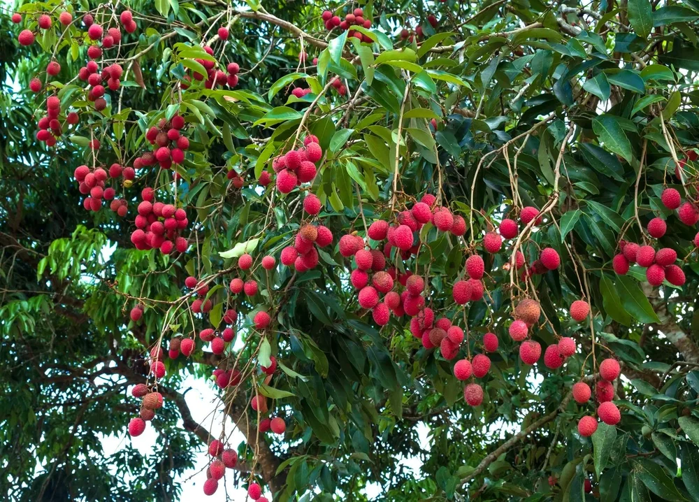 Photographie de Litchi