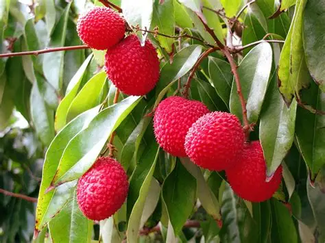 Photographie de Litchi