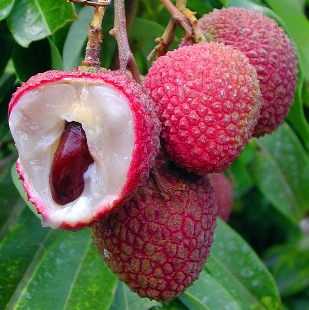 Photographie de Litchi
