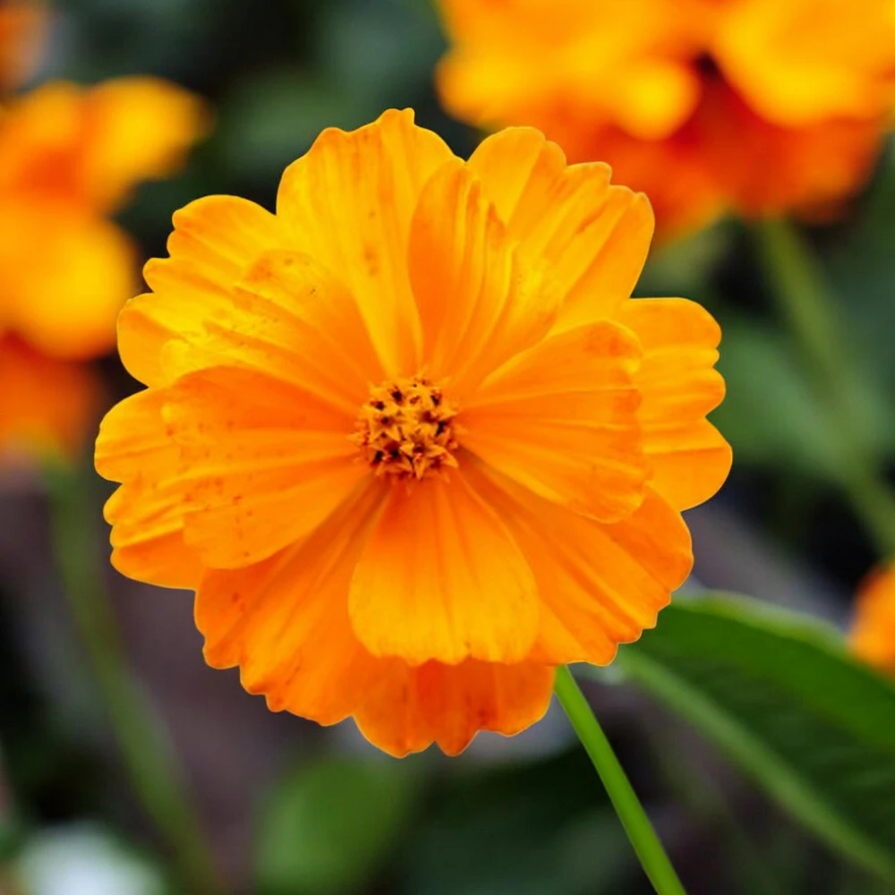 Photographie de Cosmos Sulfureux