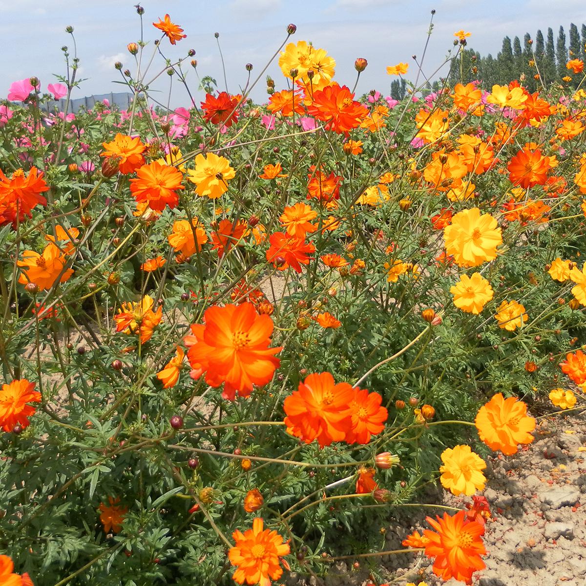 Photographie de Cosmos Sulfureux
