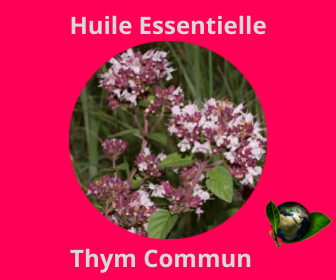 Thym Commun HE