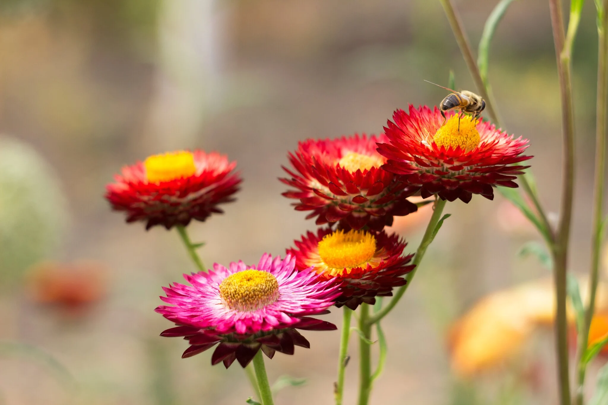 Photographie de Immortelle à Bractées