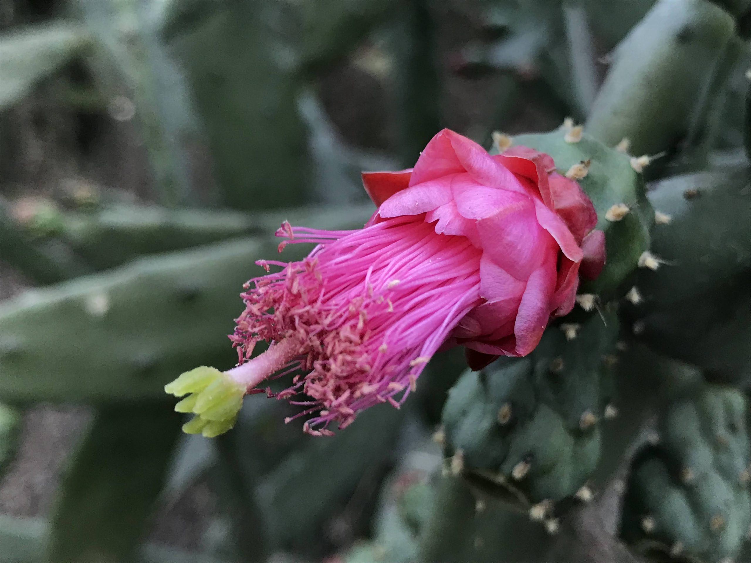 Photographie de Cochenillier