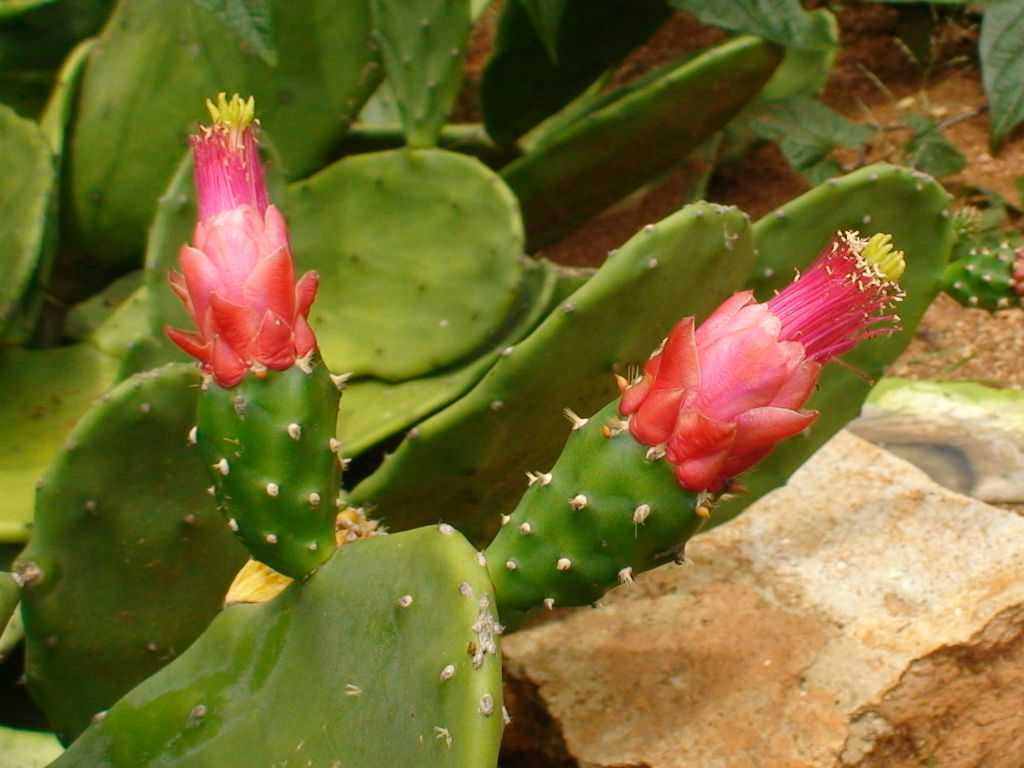 Photographie de Cochenillier