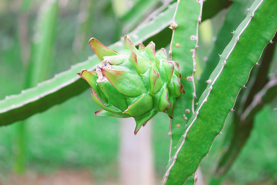 Photographie de Fruit du Dragon