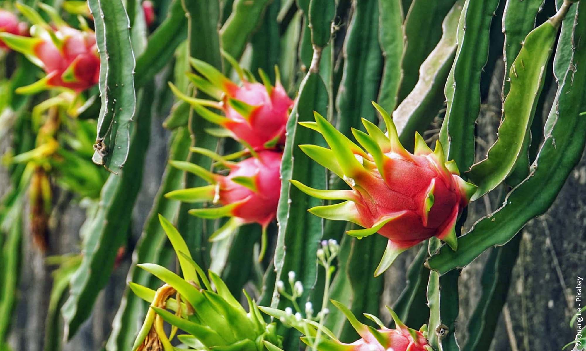 Photographie de Fruit du Dragon