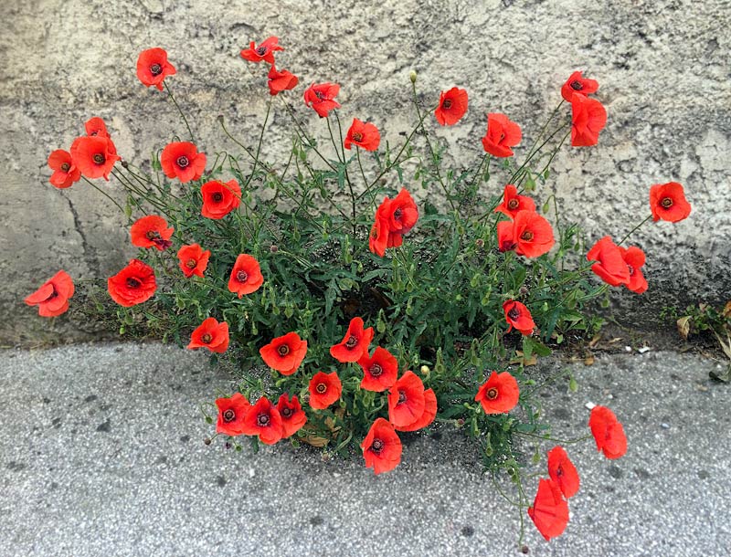 Photographie de Coquelicot