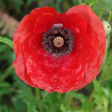 Photographie de Coquelicot