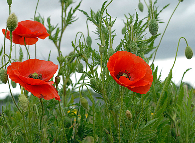 Photographie de Coquelicot