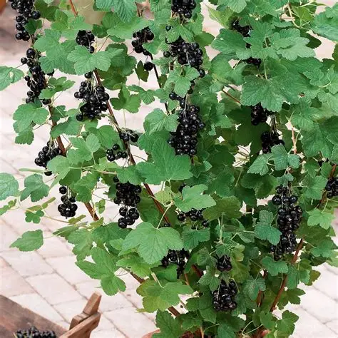 Photographie de Cassis