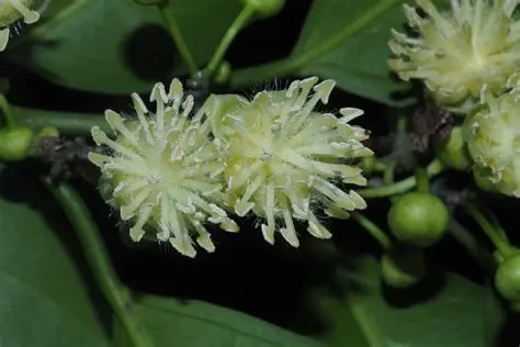 Photographie de Hydnocarpus