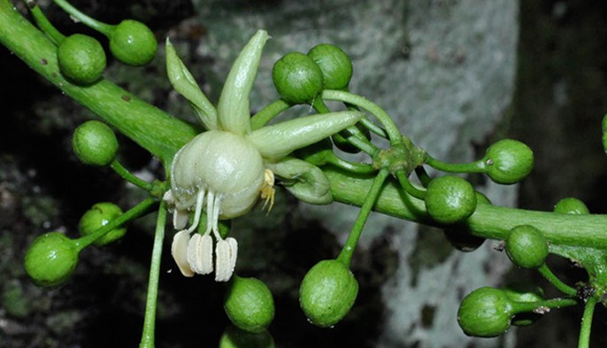 Photographie de Hydnocarpus