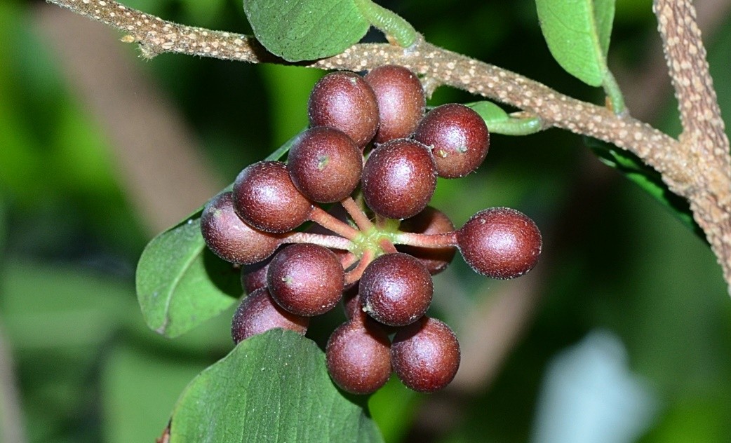 Photographie de Arbre liégieux de debbar
