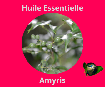 HE 62 Amyris
