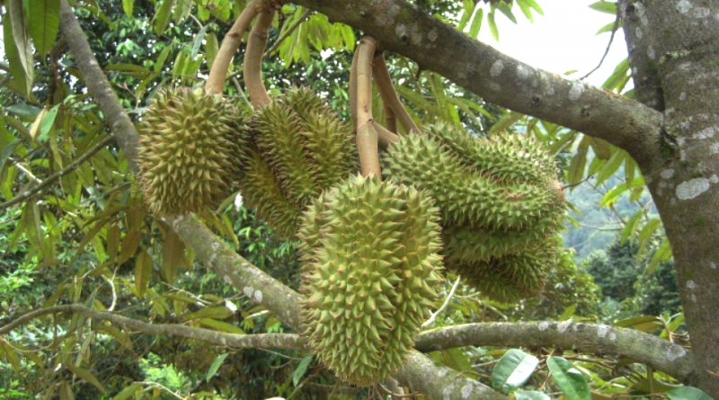 Photographie de Durian
