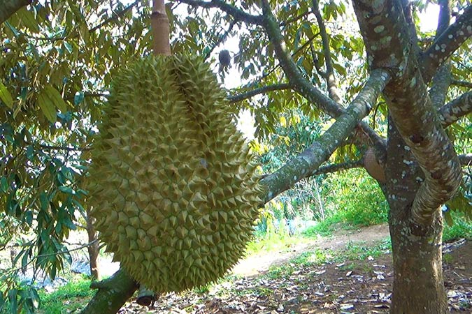 Photographie de Durian