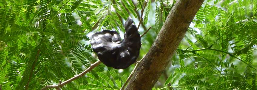 Photographie de Oreille de Singe