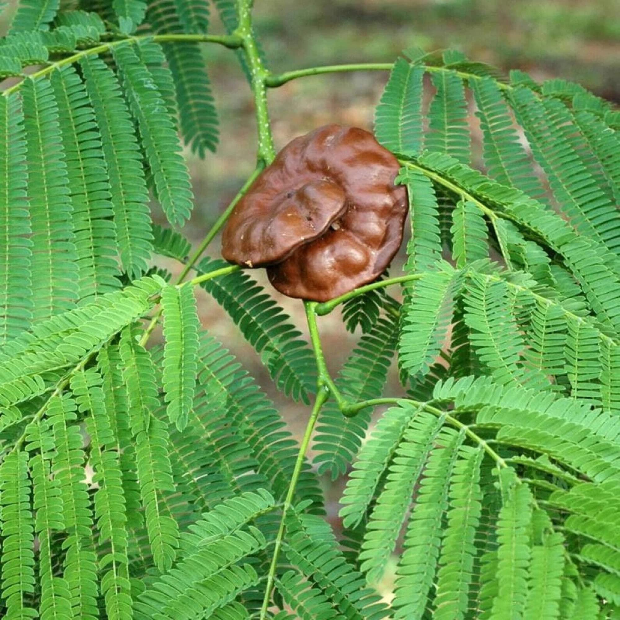 Photographie de Oreille de Singe