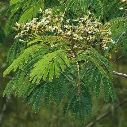Photographie de Albizia des Moluques