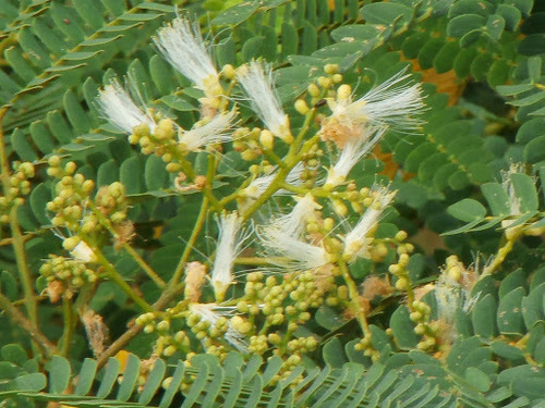 Photographie de Albizia des Moluques