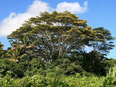 Photographie de Albizia des Moluques