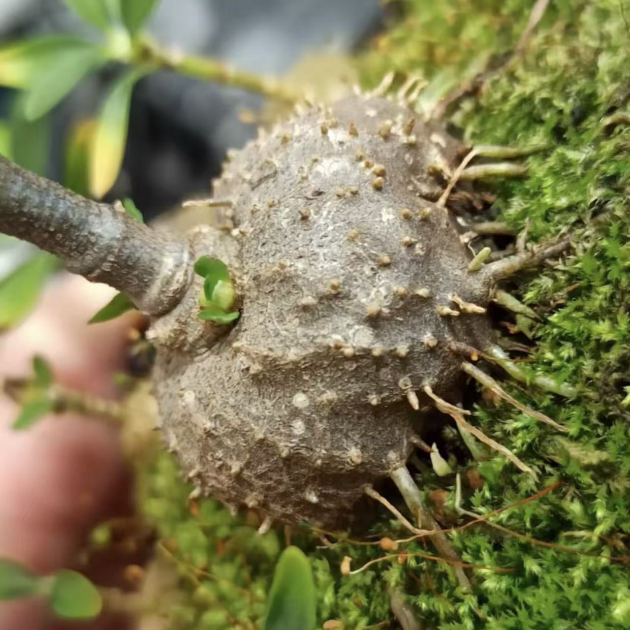 Photographie de Plante à Fourmis