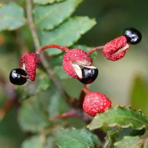 Photographie de Poivrier du Timut