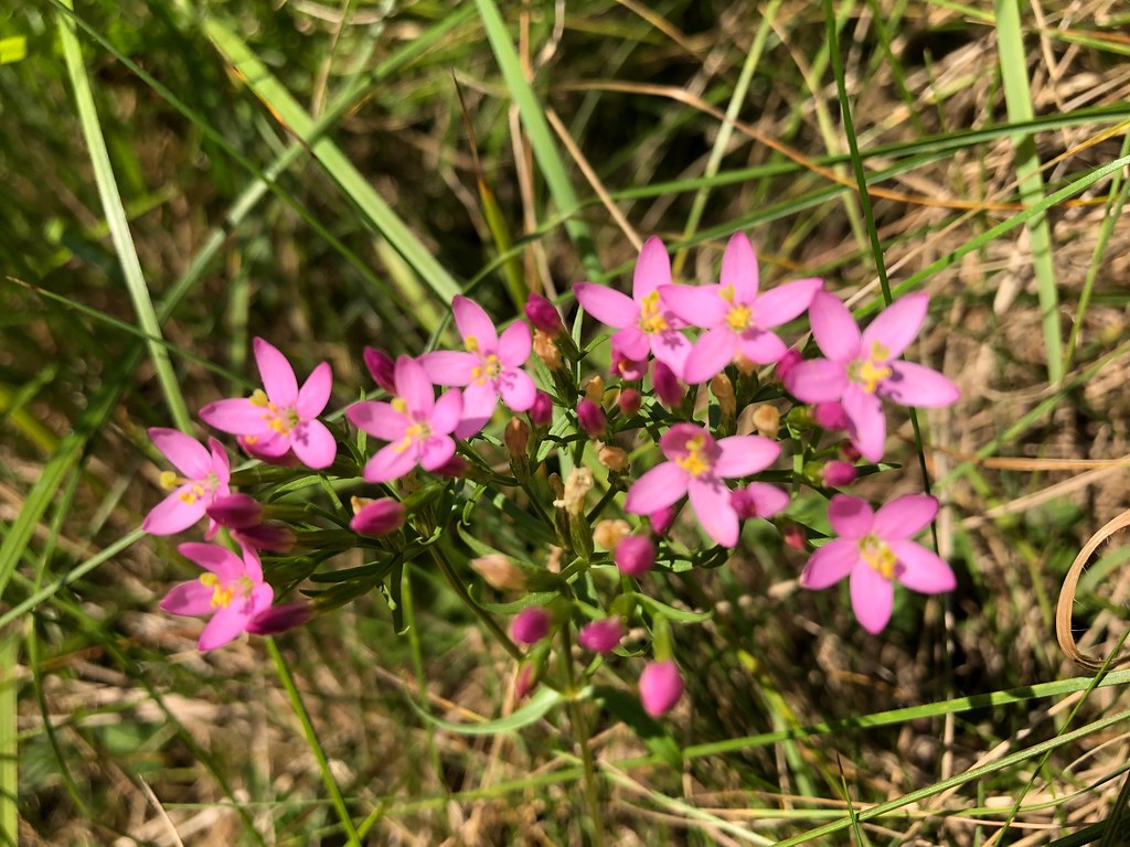 Photographie de Petite Centaurée