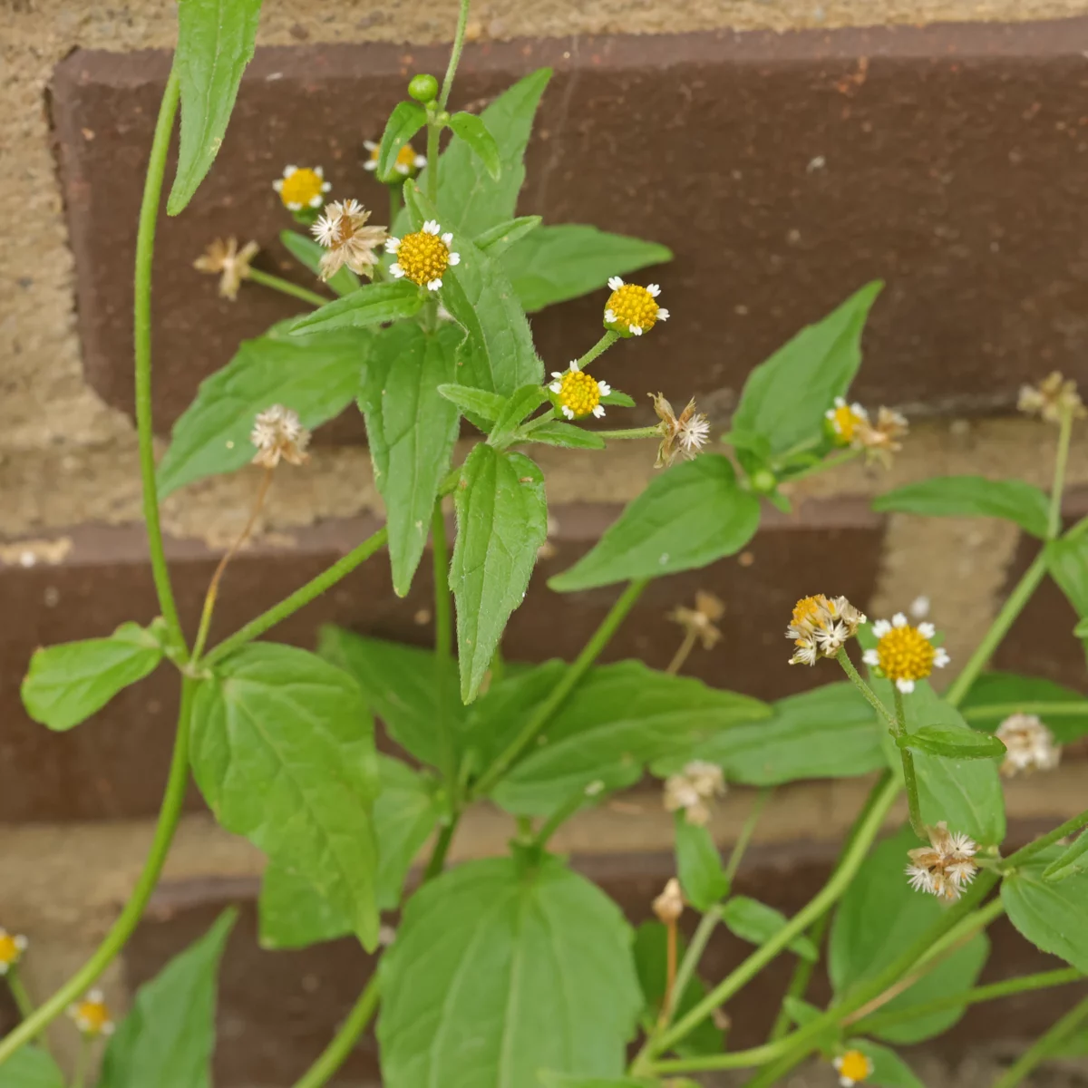 Photographie de Galinsoge à petites fleurs