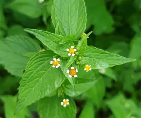 Photographie de Galinsoge à petites fleurs
