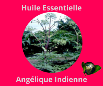 Angélique Indienne HE