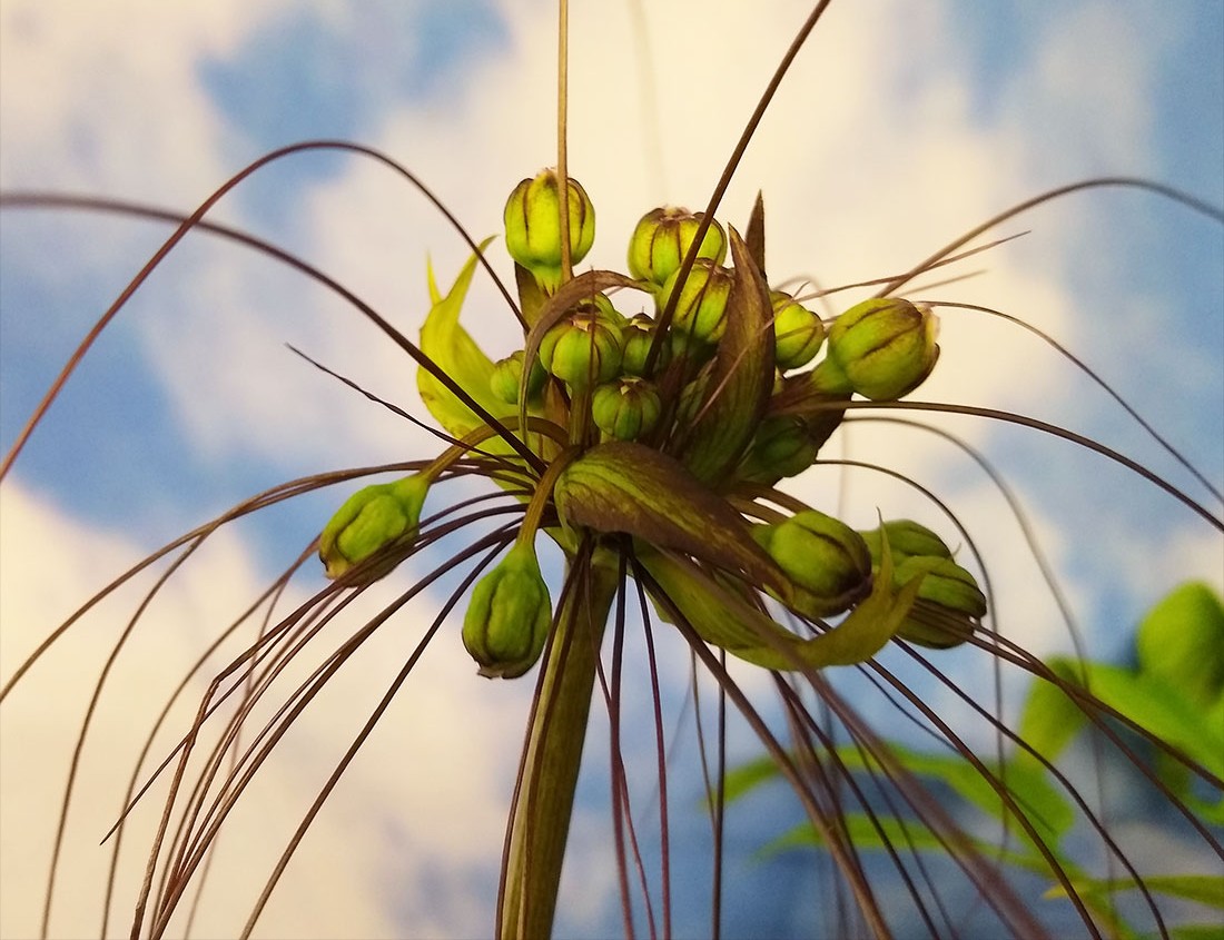 Photographie de Arrow-Root de Tahiti