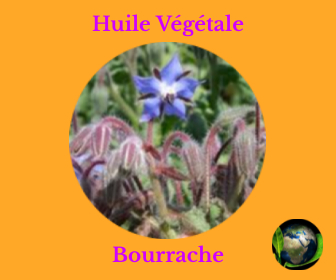 Bourrache HV
