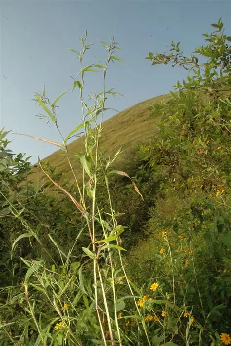 Photographie de Herbe à Ecailles