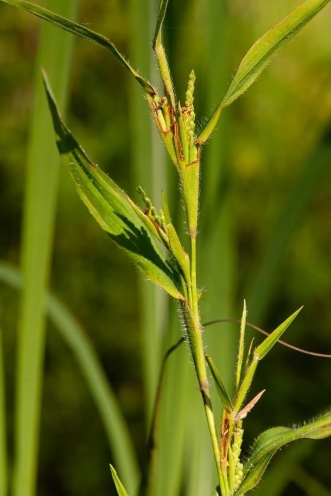 Photographie de Herbe à Ecailles