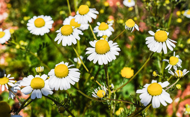 Photographie de Camomille Matricaire
