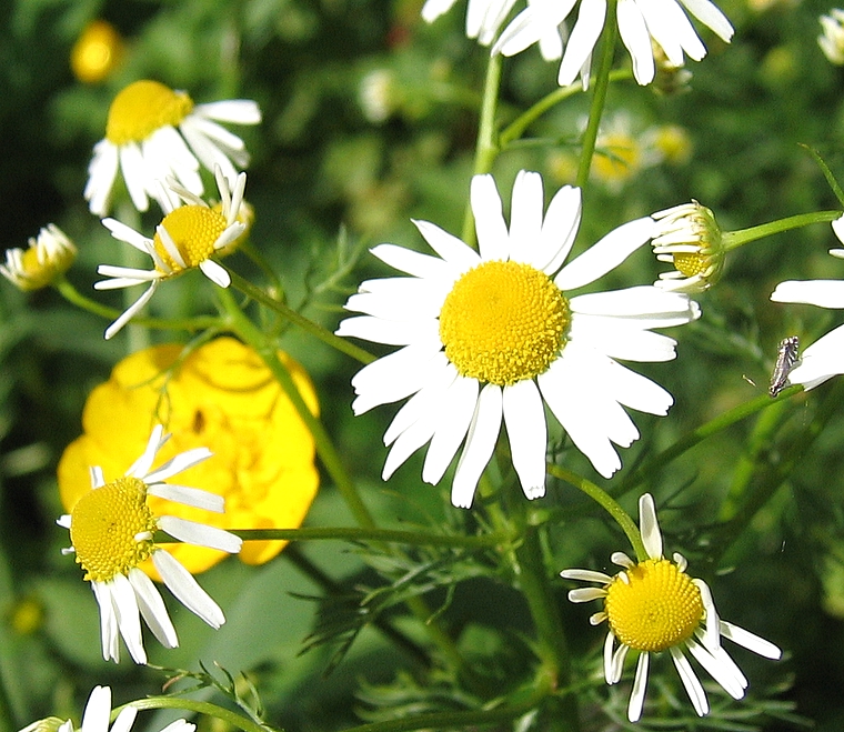 Photographie de Camomille Matricaire