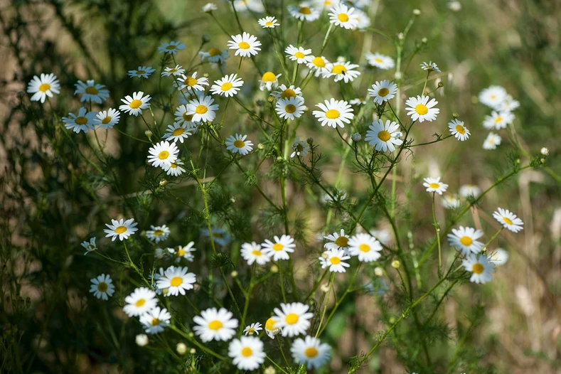 Photographie de Camomille Matricaire