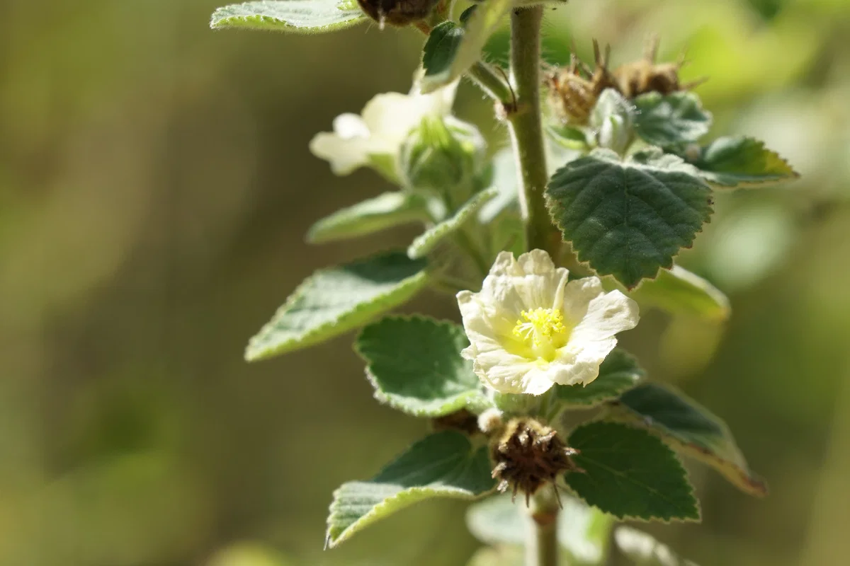 Photographie de Malva Branca