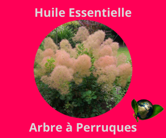 Arbre à Perruques HE