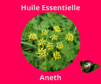 Aneth HE