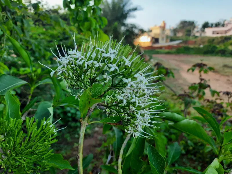 Photographie de Pavetta Blanche