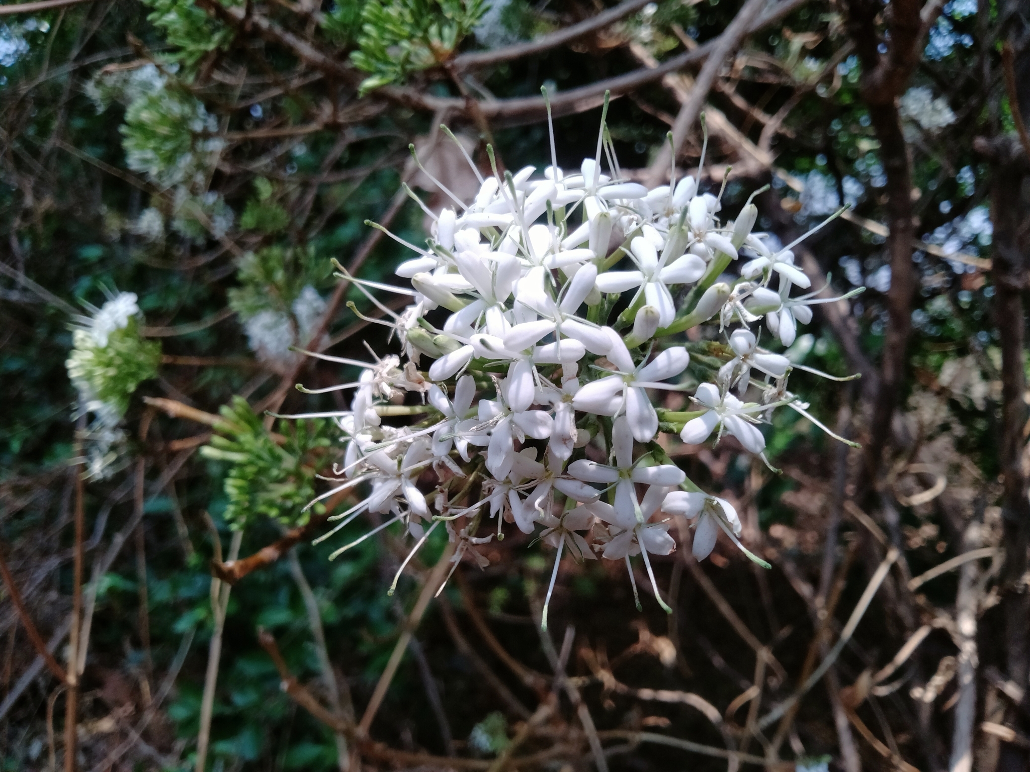 Photographie de Pavetta Blanche