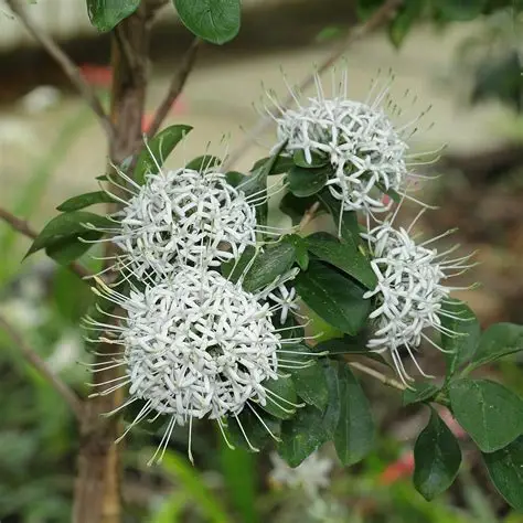 Photographie de Pavetta Blanche
