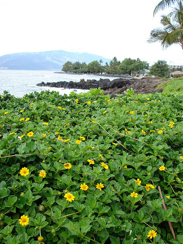 Photographie de Tournesol de Plage