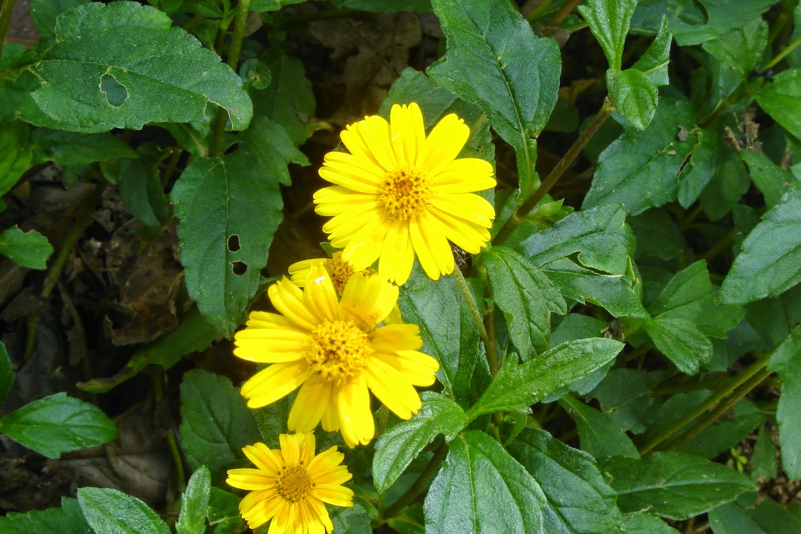 Photographie de Tournesol de Plage