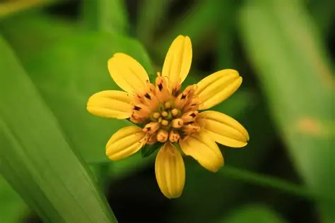 Photographie de Tournesol de Plage