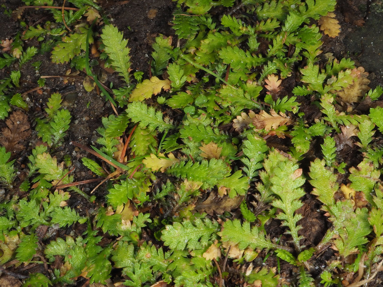Photographie de Herbe à Eternuer
