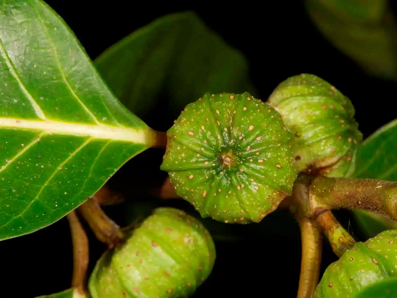 Photographie de Fiscus Septique